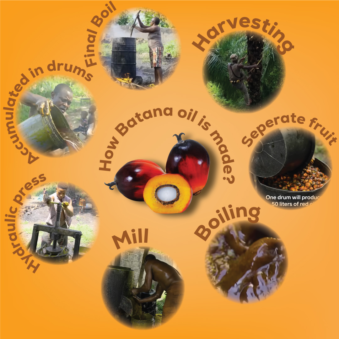 How the 100% batana oil is made from the red palm fruit?
